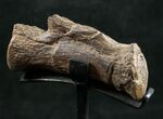 Diplodocus Caudal Vertebra On Stand - Wyoming #10154-3